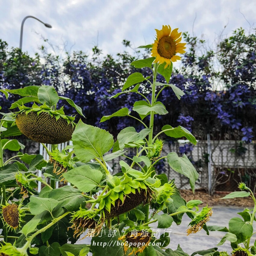 雲林縣四湖鄉雲林。四湖》長春園藝孤挺百合錫葉藤花園。數大就是美