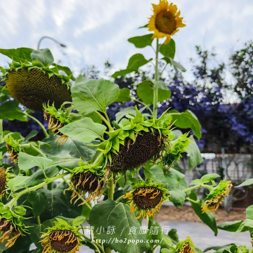 雲林縣四湖鄉雲林。四湖》長春園藝孤挺百合錫葉藤花園。數大就是美