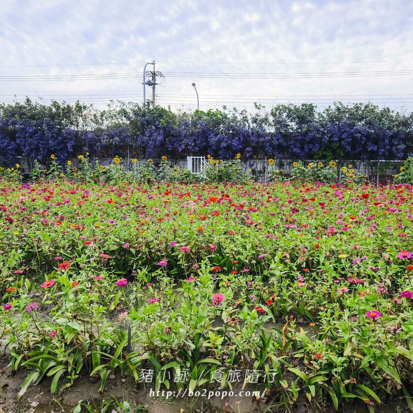 雲林縣四湖鄉雲林。四湖》長春園藝孤挺百合錫葉藤花園。數大就是美