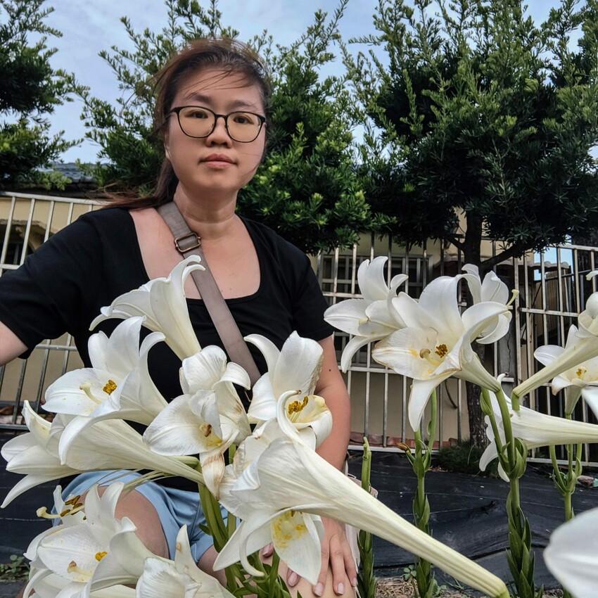 雲林縣四湖鄉雲林。四湖》長春園藝孤挺百合錫葉藤花園。數大就是美