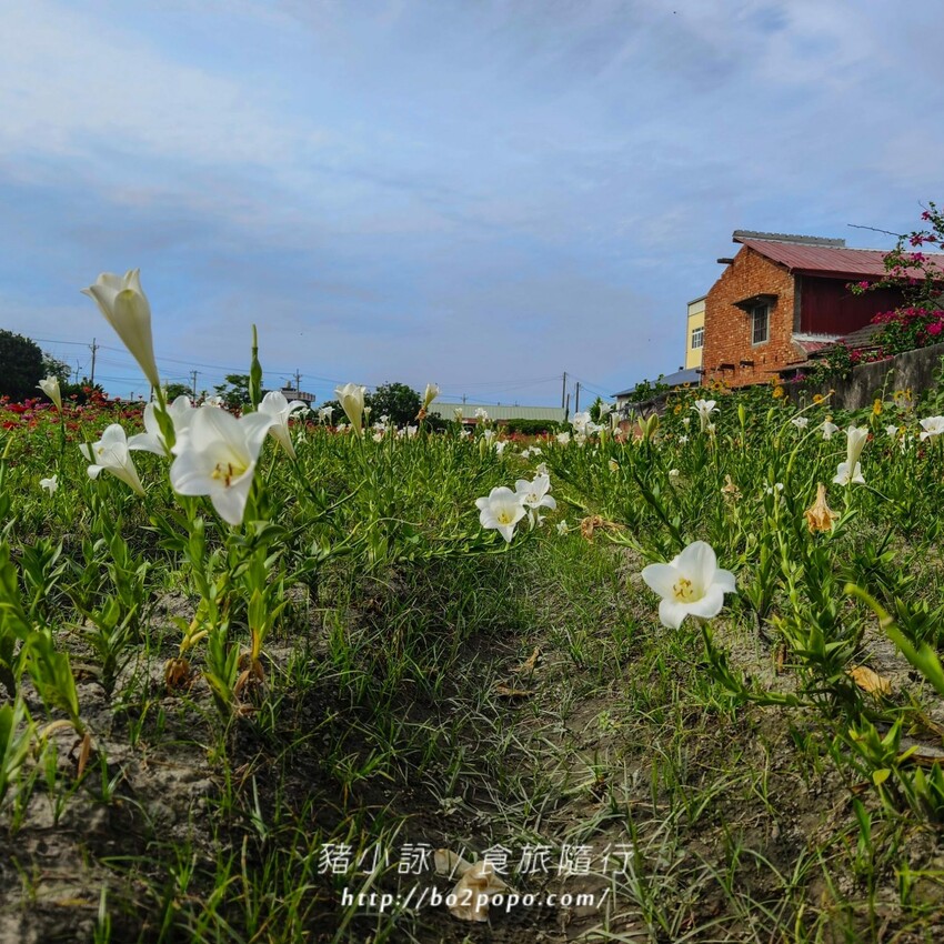 雲林縣四湖鄉雲林。四湖》長春園藝孤挺百合錫葉藤花園。數大就是美