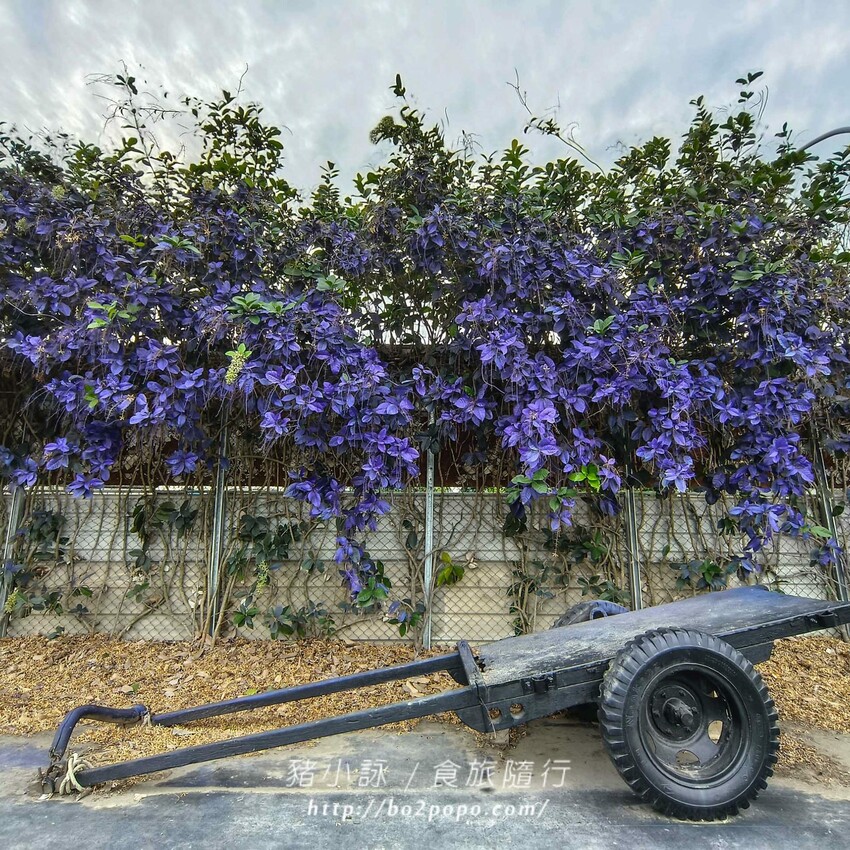 雲林縣四湖鄉雲林。四湖》長春園藝孤挺百合錫葉藤花園。數大就是美