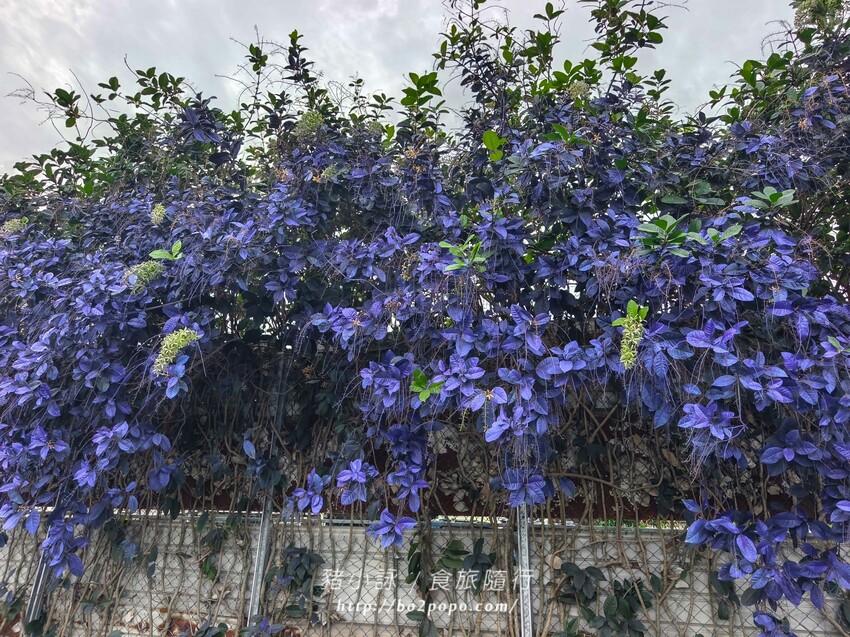 雲林縣四湖鄉雲林。四湖》長春園藝孤挺百合錫葉藤花園。數大就是美