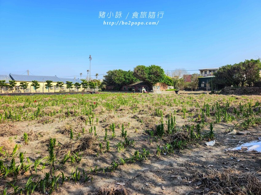 雲林縣四湖鄉雲林。四湖》長春園藝孤挺百合錫葉藤花園。數大就是美