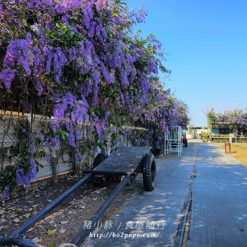 雲林縣四湖鄉雲林。四湖》長春園藝孤挺百合錫葉藤花園。數大就是美