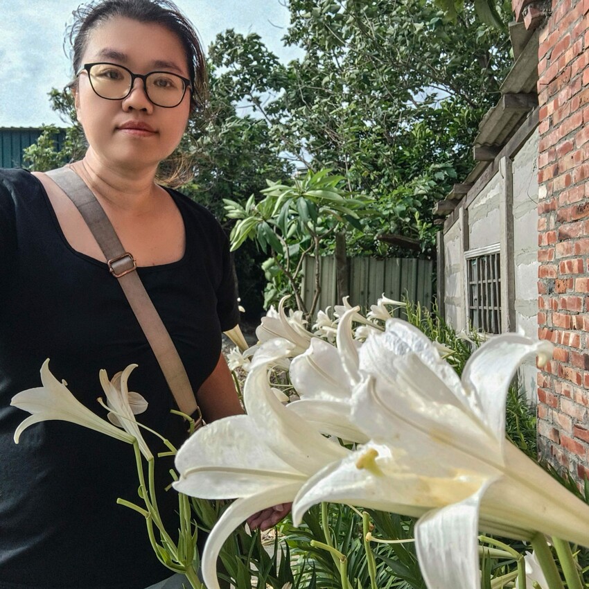 雲林縣四湖鄉雲林。四湖》長春園藝孤挺百合錫葉藤花園。數大就是美