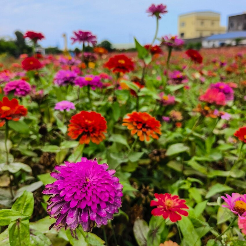 雲林縣四湖鄉雲林。四湖》長春園藝孤挺百合錫葉藤花園。數大就是美