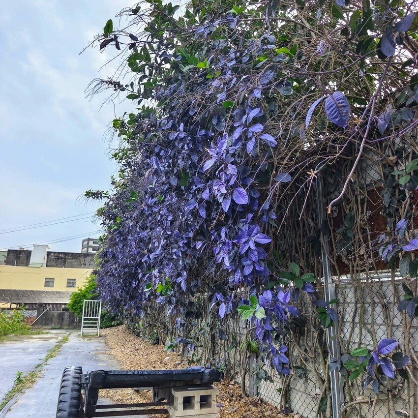 雲林縣四湖鄉雲林。四湖》長春園藝孤挺百合錫葉藤花園。數大就是美