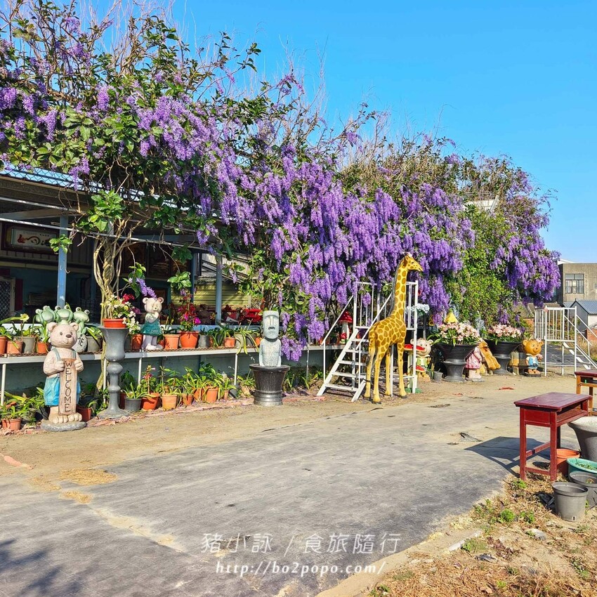 雲林縣四湖鄉雲林。四湖》長春園藝孤挺百合錫葉藤花園。數大就是美