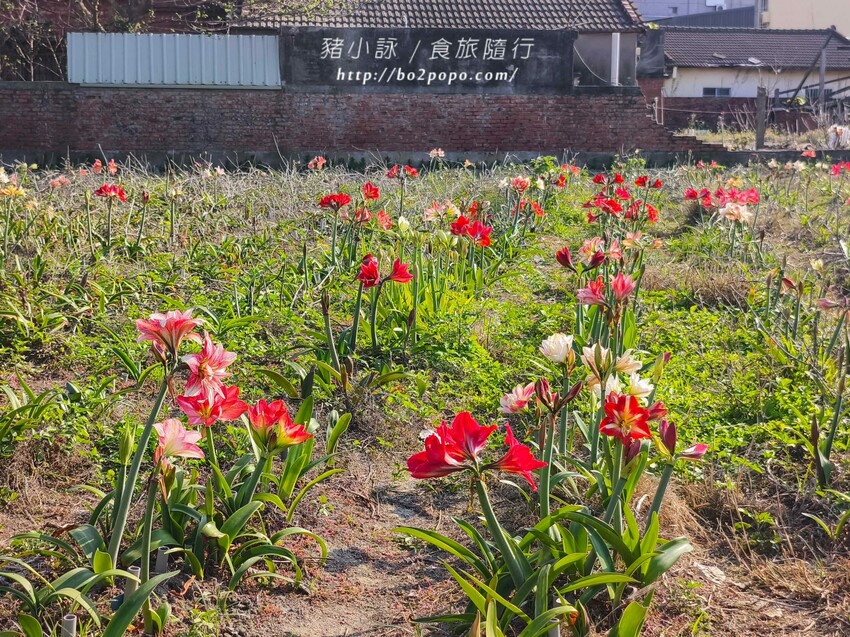 雲林縣四湖鄉雲林。四湖》長春園藝孤挺百合錫葉藤花園。數大就是美