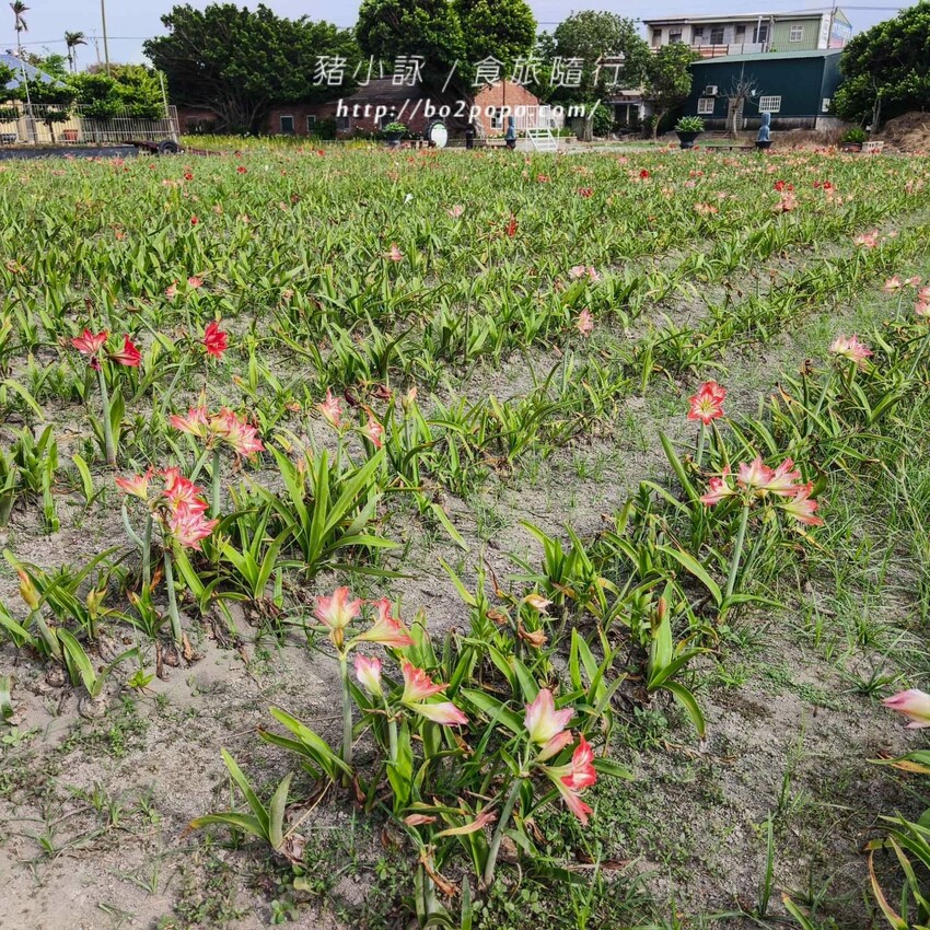 雲林縣四湖鄉雲林。四湖》長春園藝孤挺百合錫葉藤花園。數大就是美