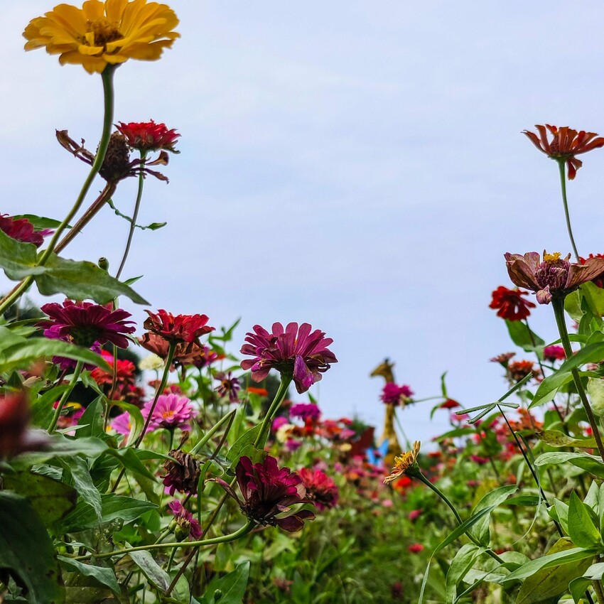 雲林縣四湖鄉雲林。四湖》長春園藝孤挺百合錫葉藤花園。數大就是美