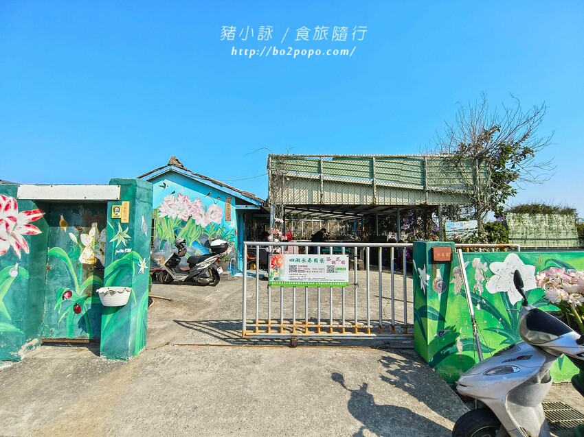 雲林縣四湖鄉雲林。四湖》長春園藝孤挺百合錫葉藤花園。數大就是美