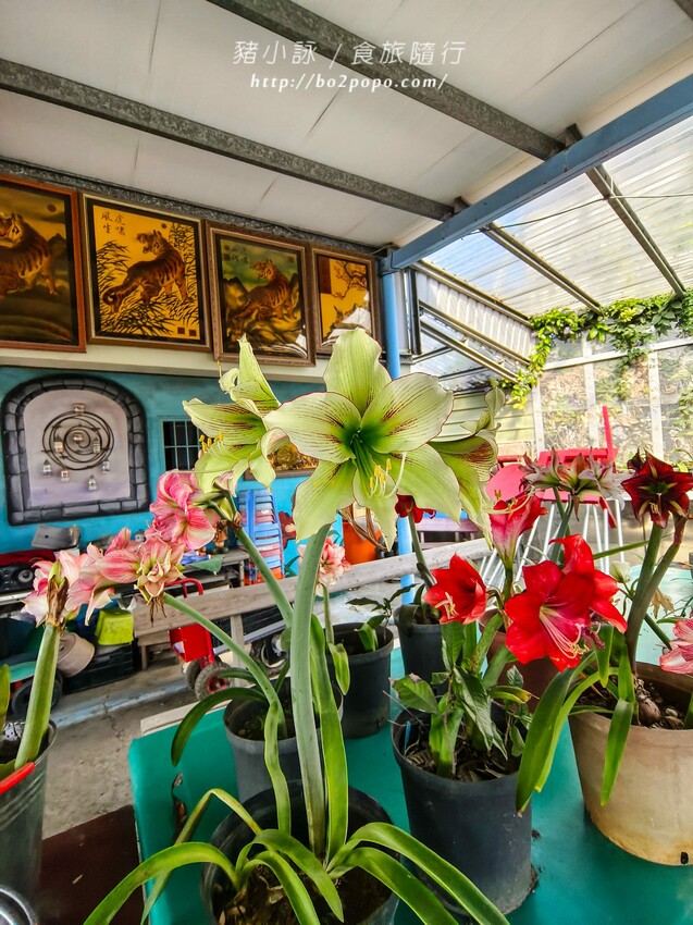 雲林縣四湖鄉雲林。四湖》長春園藝孤挺百合錫葉藤花園。數大就是美