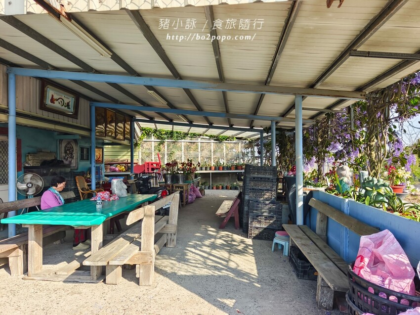 雲林縣四湖鄉雲林。四湖》長春園藝孤挺百合錫葉藤花園。數大就是美