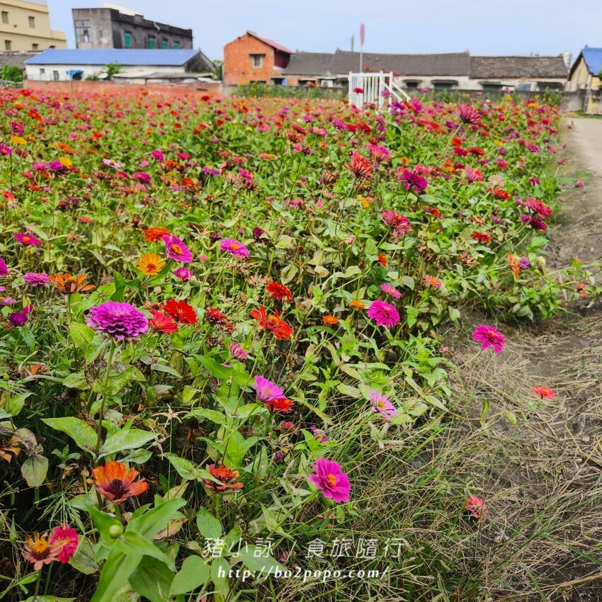 雲林縣四湖鄉雲林。四湖》長春園藝孤挺百合錫葉藤花園。數大就是美
