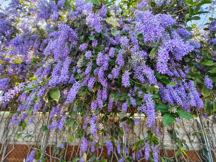 雲林縣四湖鄉雲林。四湖》長春園藝孤挺百合錫葉藤花園。數大就是美