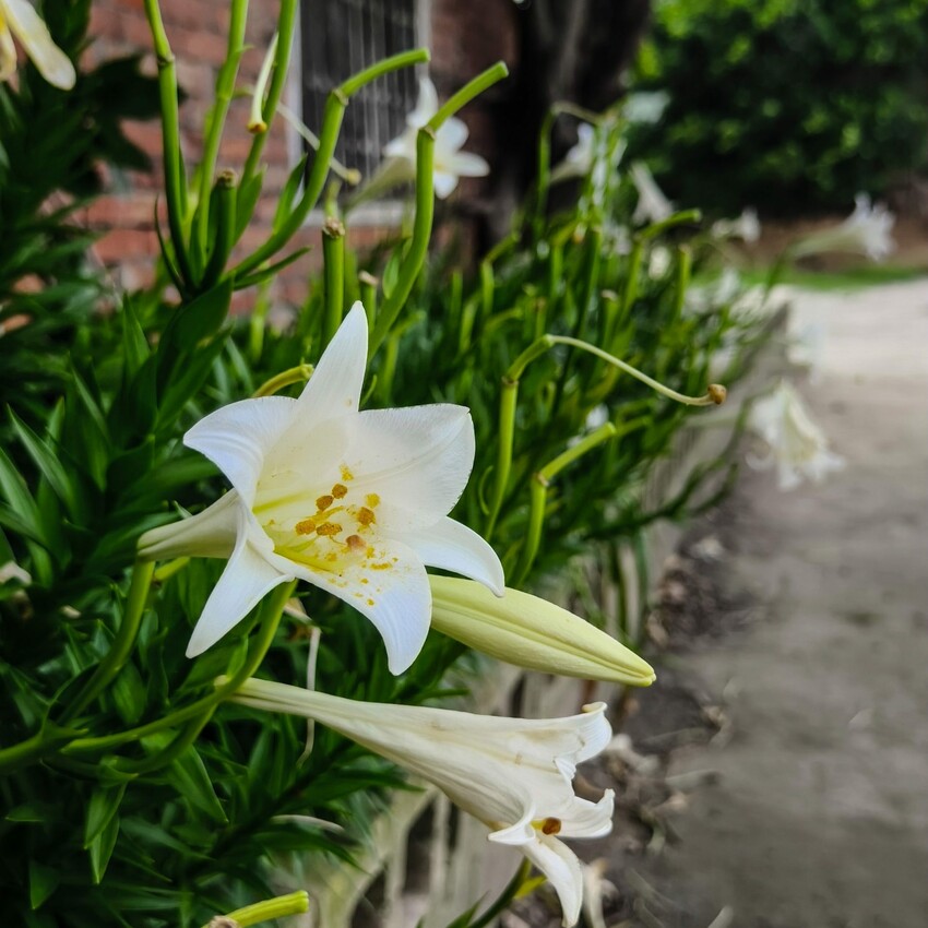 雲林縣四湖鄉雲林。四湖》長春園藝孤挺百合錫葉藤花園。數大就是美