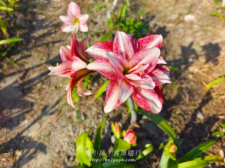 雲林縣四湖鄉雲林。四湖》長春園藝孤挺百合錫葉藤花園。數大就是美