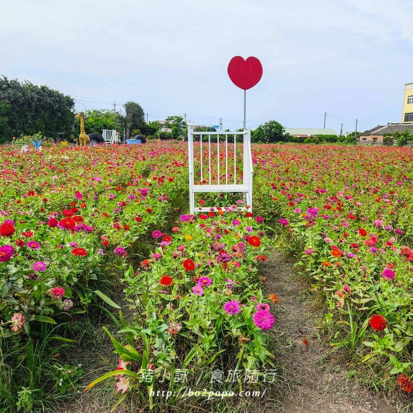 雲林縣四湖鄉雲林。四湖》長春園藝孤挺百合錫葉藤花園。數大就是美