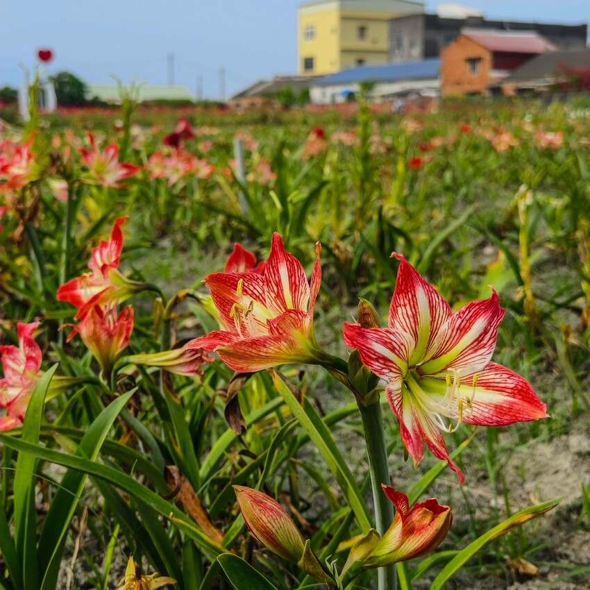 雲林縣四湖鄉雲林。四湖》長春園藝孤挺百合錫葉藤花園。數大就是美