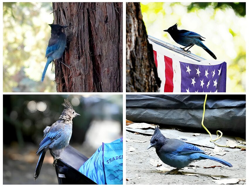 美國露營推薦：加州大蘇爾秘境探險，紅杉森林露營車、帳篷全攻略！