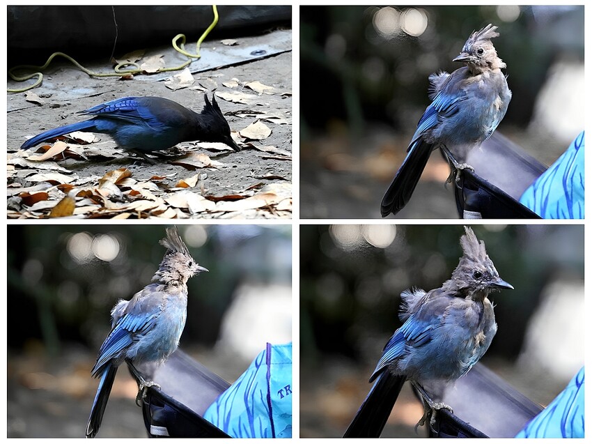 美國露營推薦：加州大蘇爾秘境探險，紅杉森林露營車、帳篷全攻略！