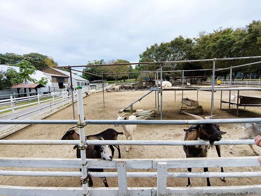日本日本鳥取四天三夜自由行 米子鬼太郎故鄉 米子大山必去的十個景點