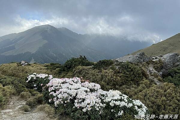 石門山 ~ 最輕鬆的百岳，群山環繞視野極佳，山頂美麗的高山杜鵑 (文內有2025合歡山杜鵑花季資訊)