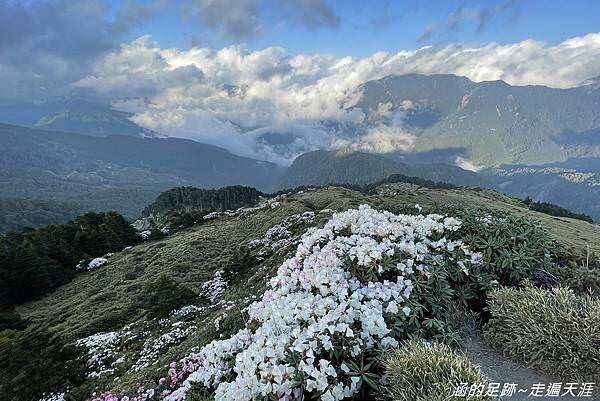 石門山 ~ 最輕鬆的百岳，群山環繞視野極佳，山頂美麗的高山杜鵑 (文內有2025合歡山杜鵑花季資訊)