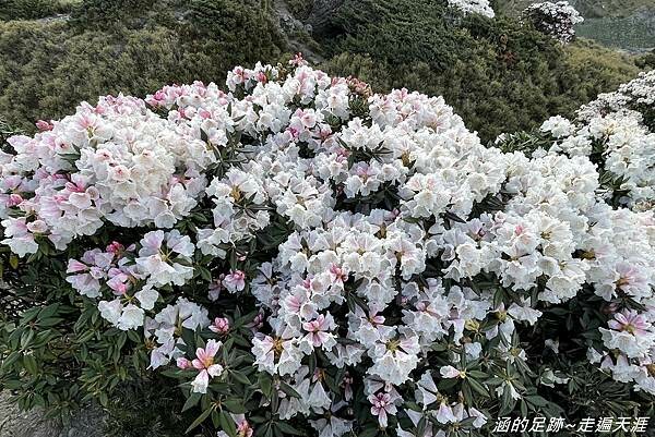 石門山 ~ 最輕鬆的百岳，群山環繞視野極佳，山頂美麗的高山杜鵑 (文內有2025合歡山杜鵑花季資訊)