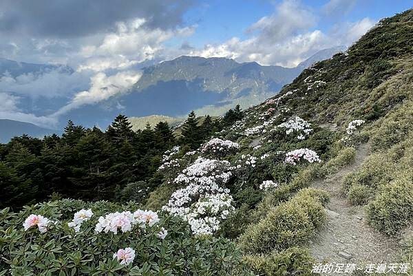 石門山 ~ 最輕鬆的百岳，群山環繞視野極佳，山頂美麗的高山杜鵑 (文內有2025合歡山杜鵑花季資訊)