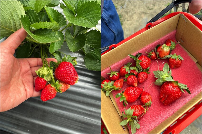 高雄市阿蓮區大崗山觀光草莓園/台南高雄也能採草莓~這裡還能採棗子