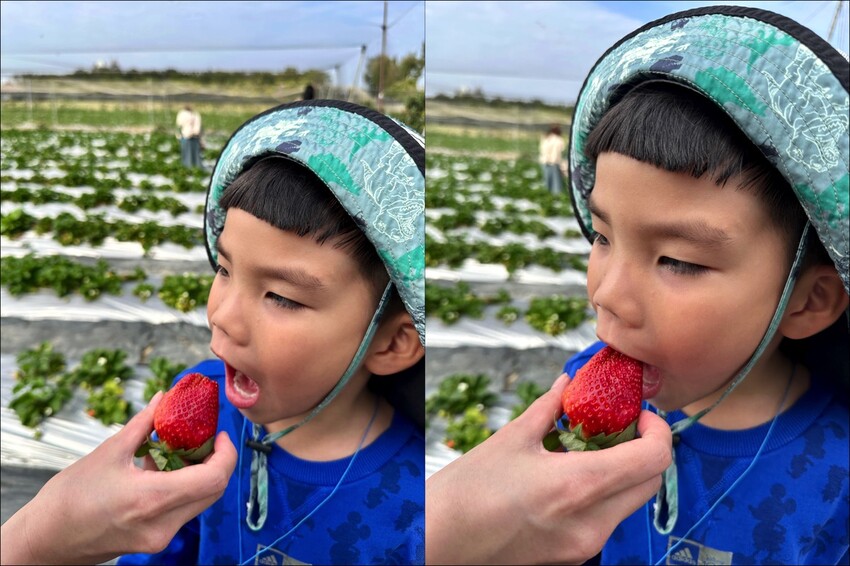 高雄市阿蓮區大崗山觀光草莓園/台南高雄也能採草莓~這裡還能採棗子