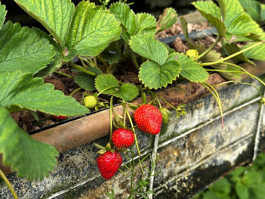 高雄市阿蓮區大崗山觀光草莓園/台南高雄也能採草莓~這裡還能採棗子