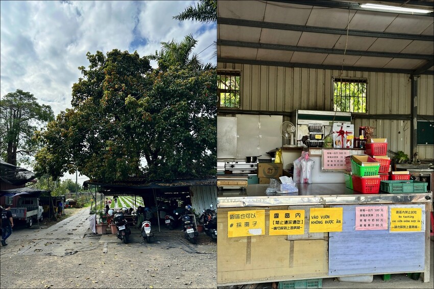 高雄市阿蓮區大崗山觀光草莓園/台南高雄也能採草莓~這裡還能採棗子