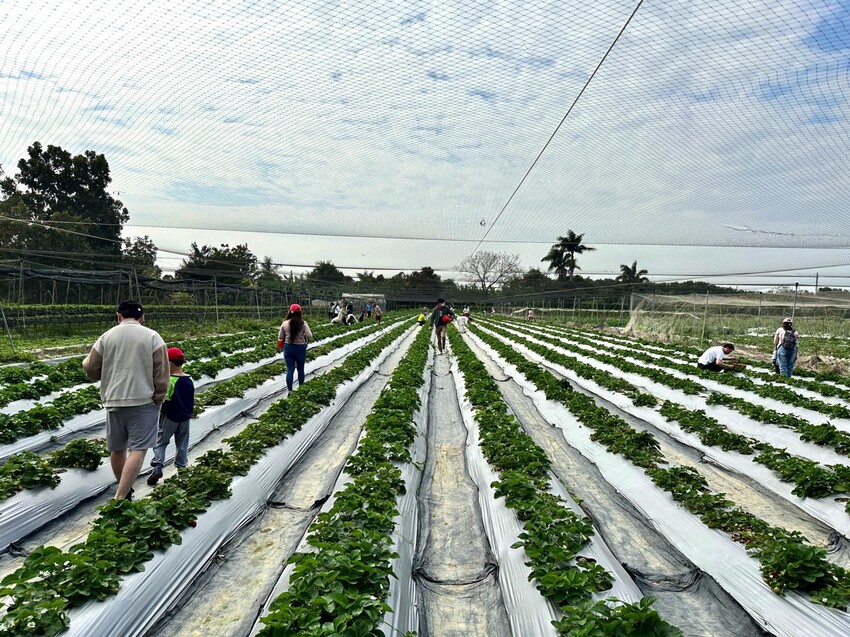 高雄市阿蓮區大崗山觀光草莓園/台南高雄也能採草莓~這裡還能採棗子