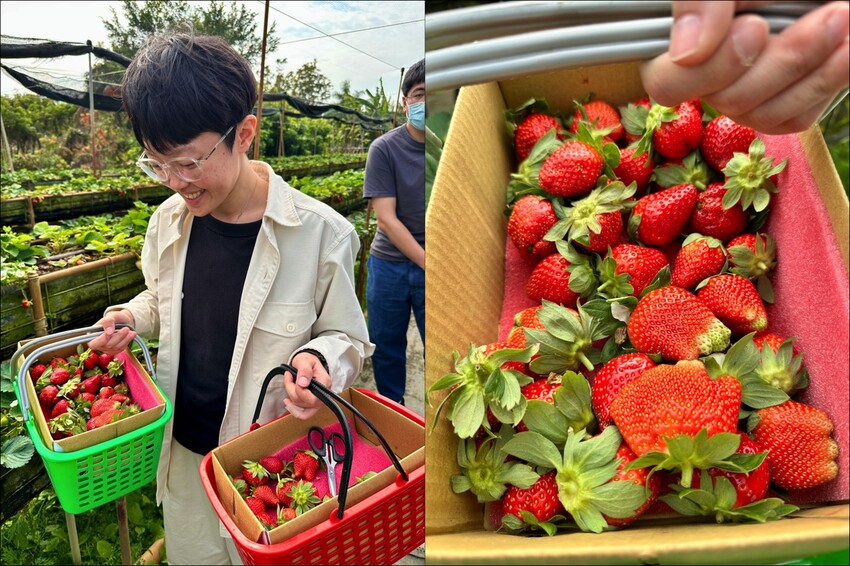 高雄市阿蓮區大崗山觀光草莓園/台南高雄也能採草莓~這裡還能採棗子
