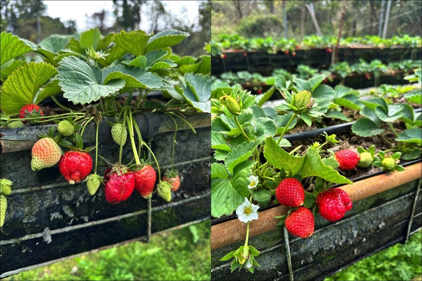 高雄市阿蓮區大崗山觀光草莓園/台南高雄也能採草莓~這裡還能採棗子