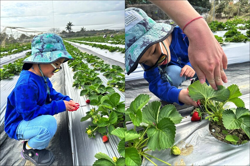 高雄市阿蓮區大崗山觀光草莓園/台南高雄也能採草莓~這裡還能採棗子