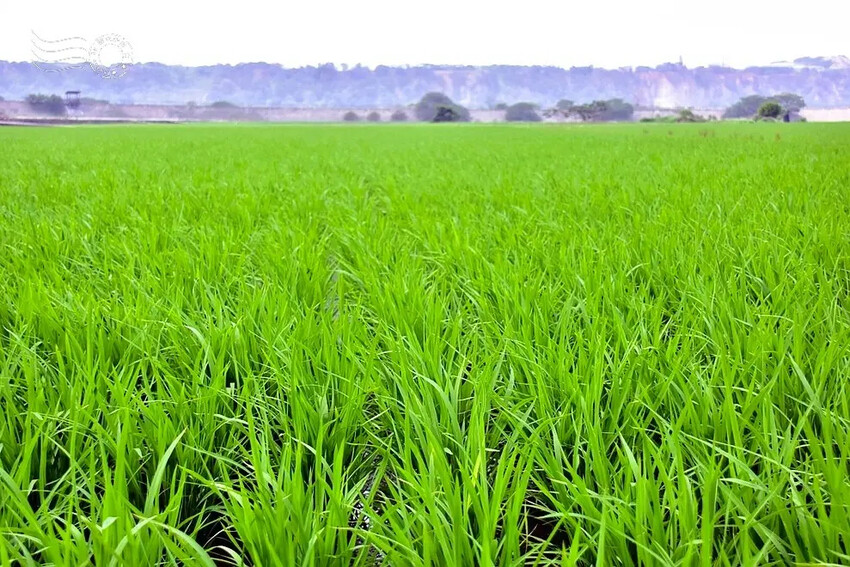 台中外埔忘憂谷