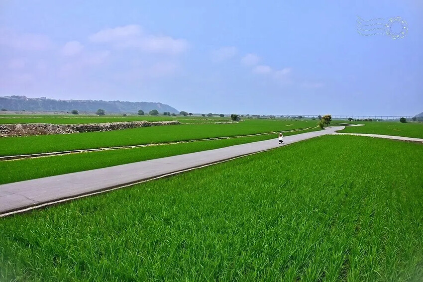 台中外埔忘憂谷