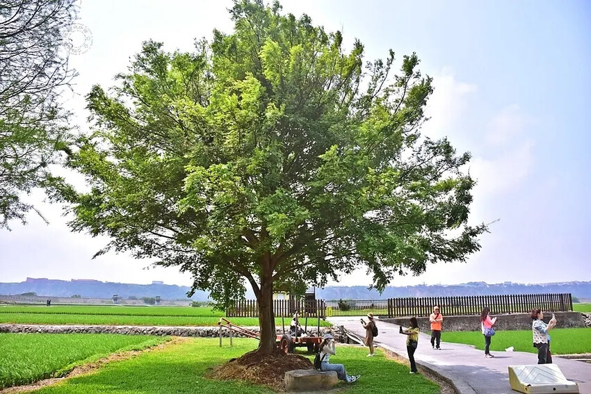 台中外埔忘憂谷楓香樹