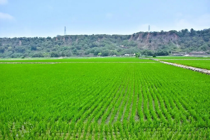 台中外埔忘憂谷