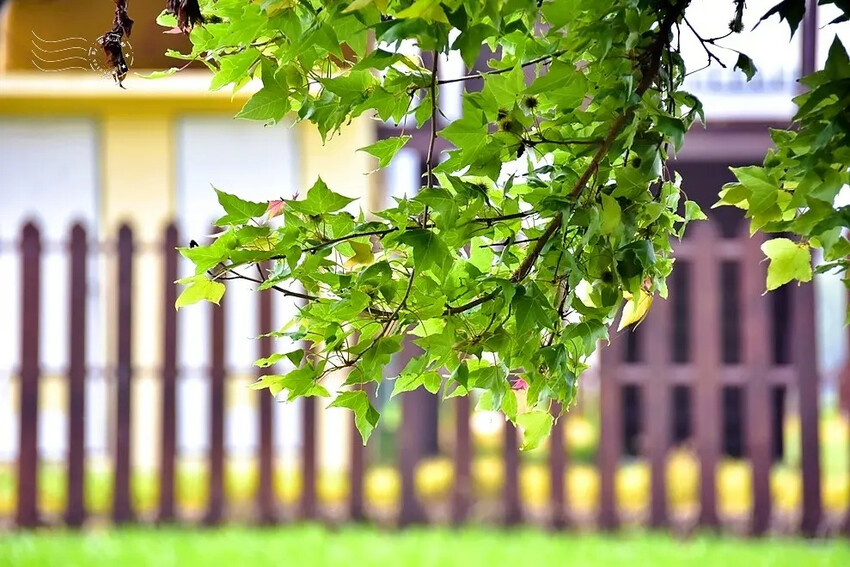 台中外埔忘憂谷楓香樹