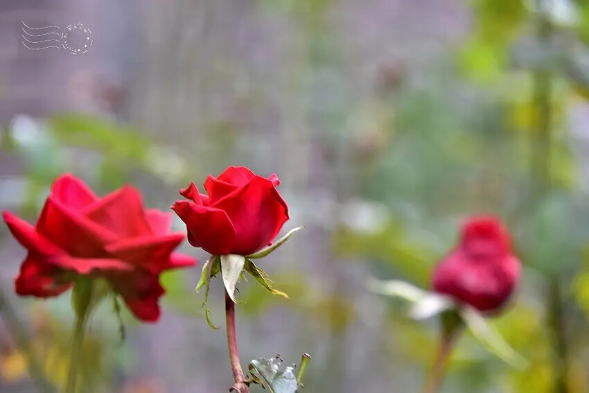 大邱【桂山聖堂】紅玫瑰 大邱【桂山聖堂】紅玫瑰