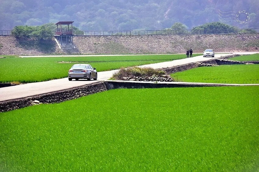 台中外埔忘憂谷