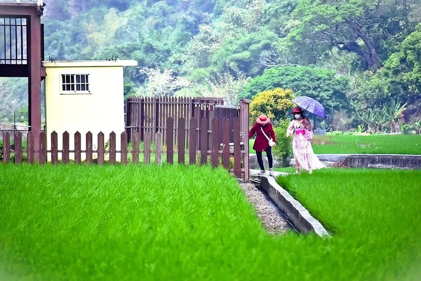 台中外埔忘憂谷