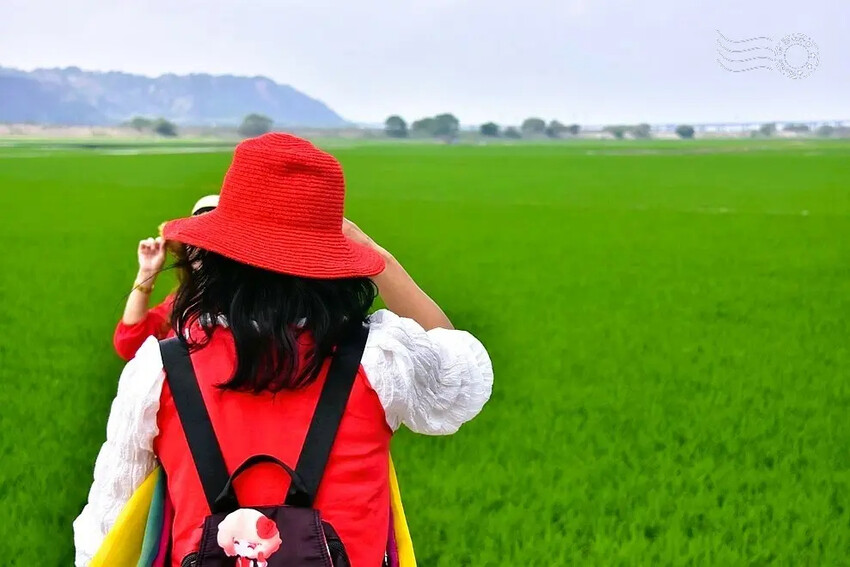 台中外埔忘憂谷