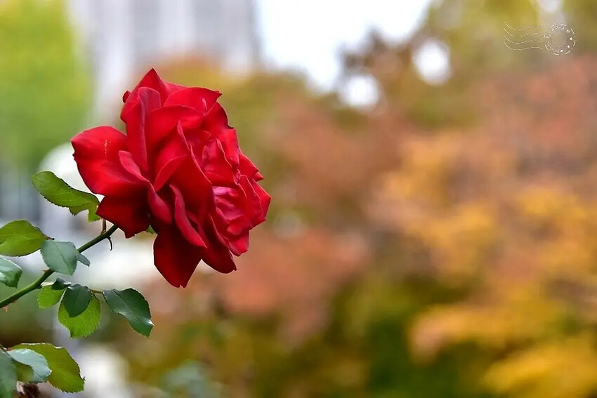 大邱【桂山聖堂】紅玫瑰 大邱【桂山聖堂】紅玫瑰